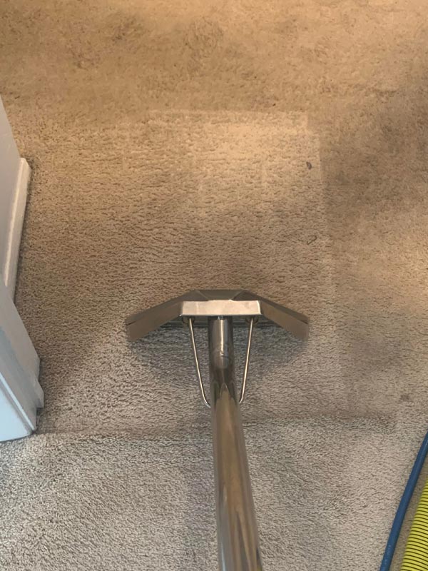 carpet cleaning results