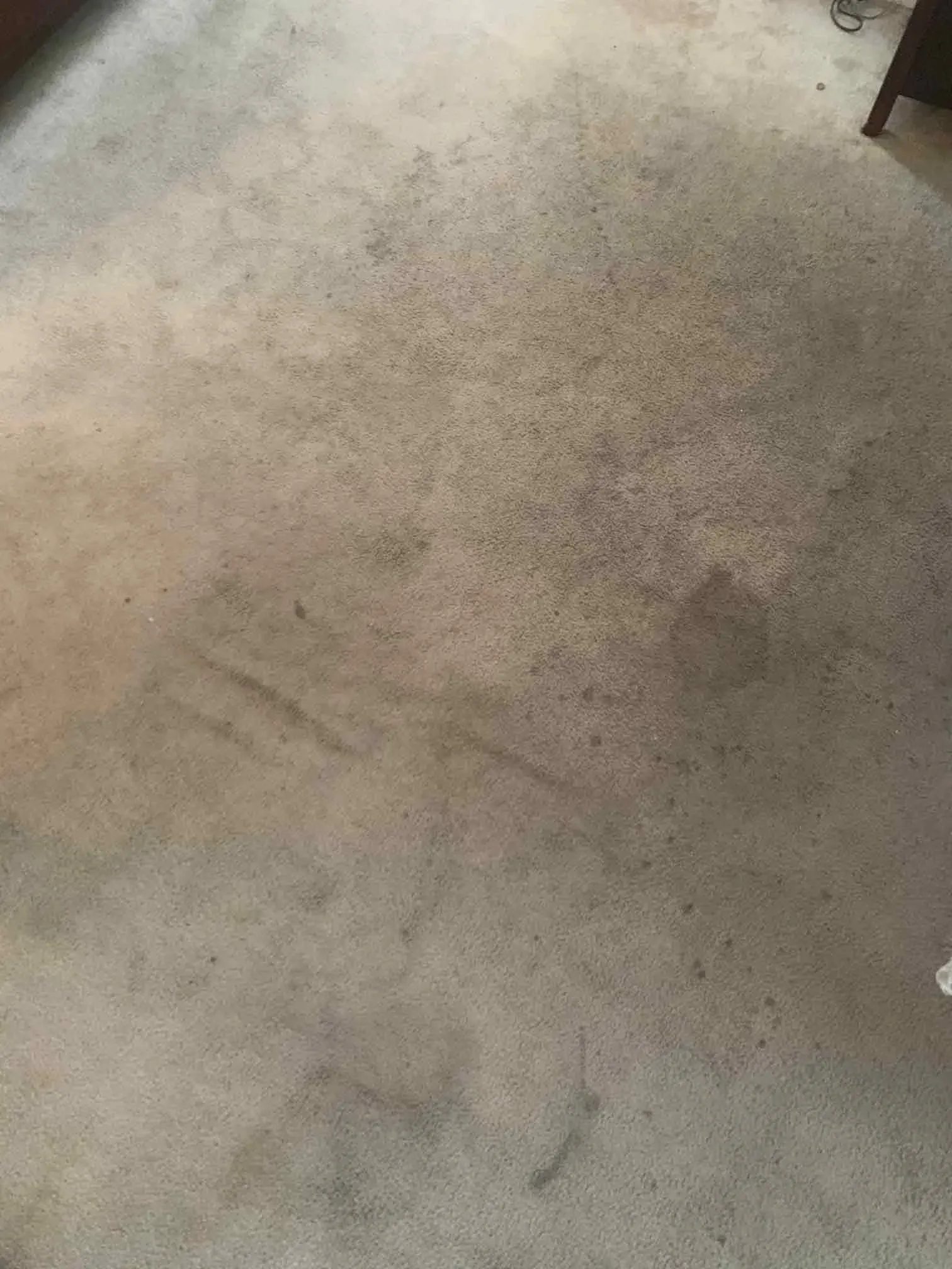 Wall to wall carpet before steam cleaning.