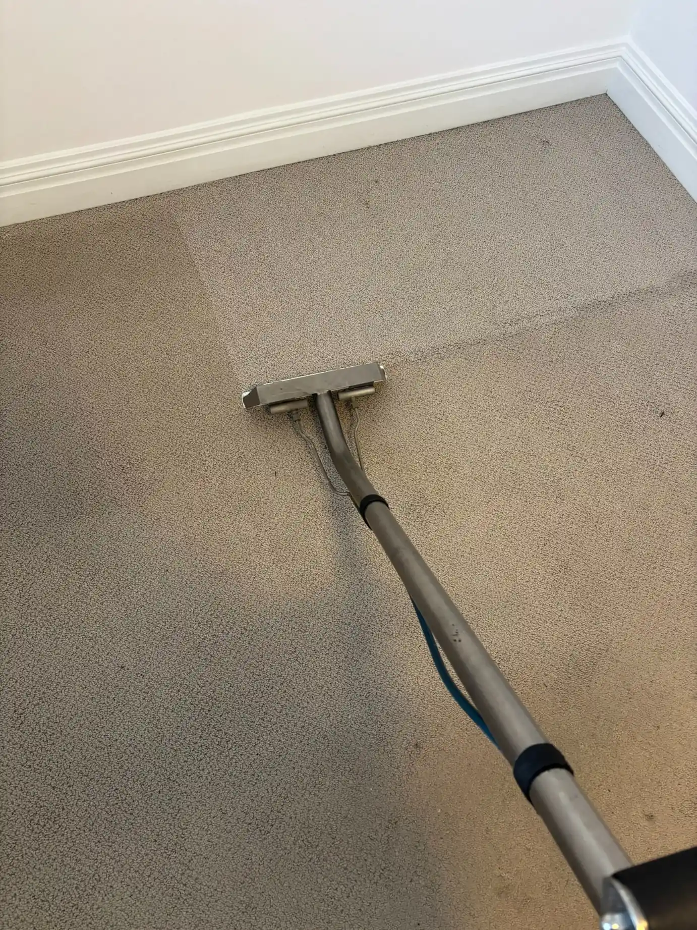 Professional carpet cleaning in Edison NJ showing hot water extraction results and restored carpet fibers.