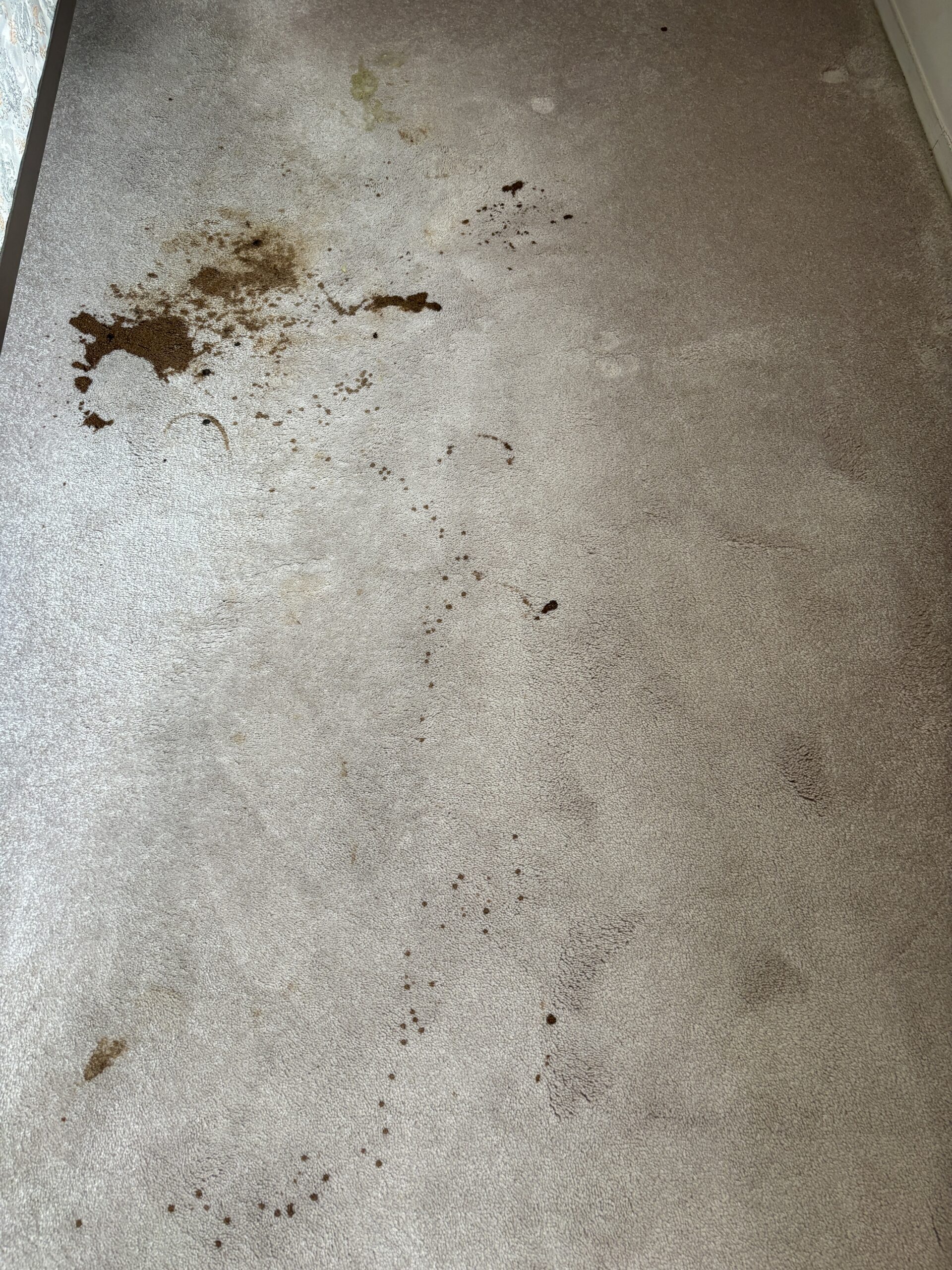 Feces stain on carpet before emergency same day cleaning in Staten Island