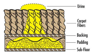 Diagram showing how pet urine penetrates carpet fibers padding and subfloor