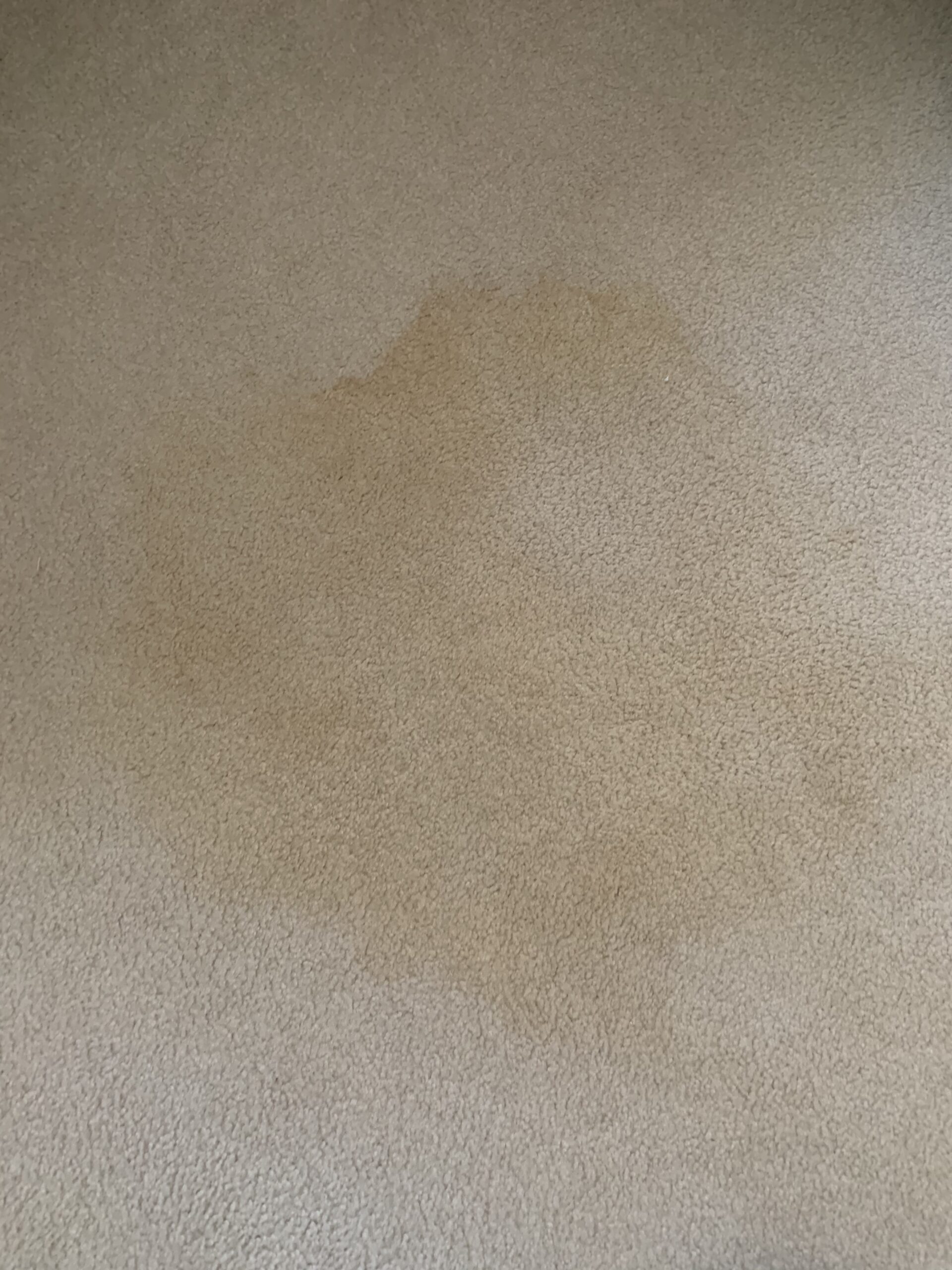 Pet urine stain on carpet before emergency cleaning in Staten Island.