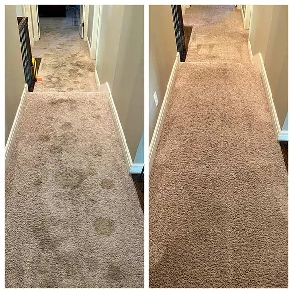 Pet urine stains on hallway carpet before and after professional cleaning in Staten Island NY