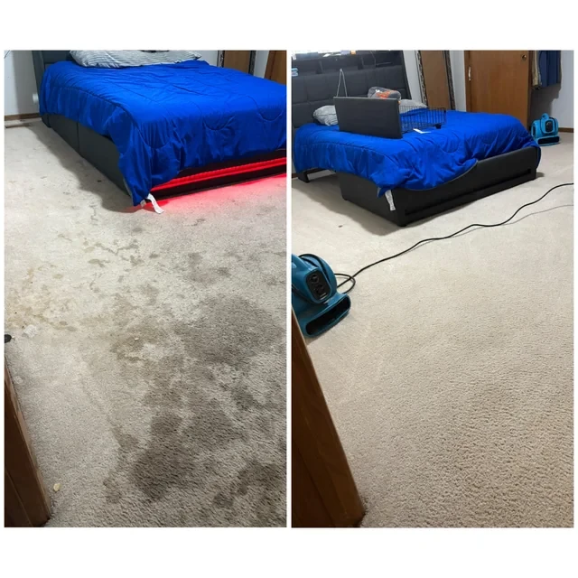 Puppy urine stains on carpet before and after professional carpet cleaning in Staten Island NY.