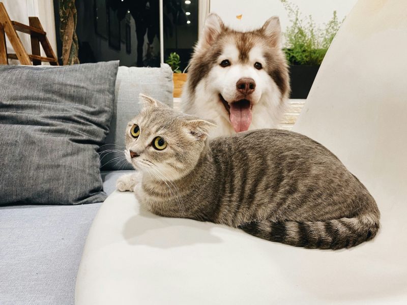 Dog and cat laying on upholstery.