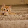 Pet urine and odor removal in East Brunswick, NJ home.