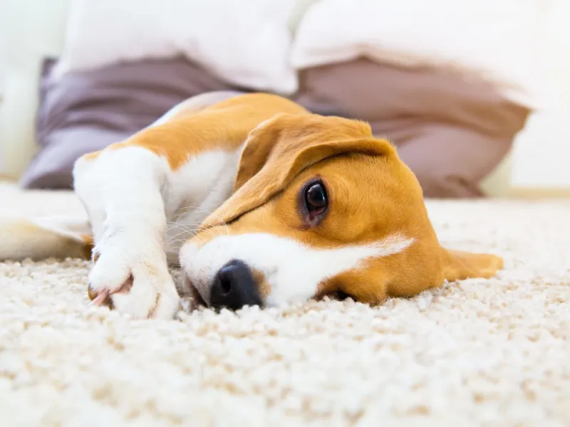 Dog lying on clean carpet in Staten Island NY home showing pet friendly carpet